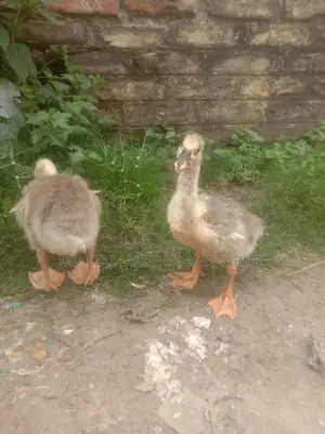 King Duck for Sale