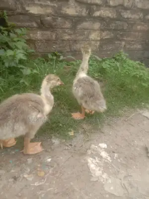 King Duck for Sale