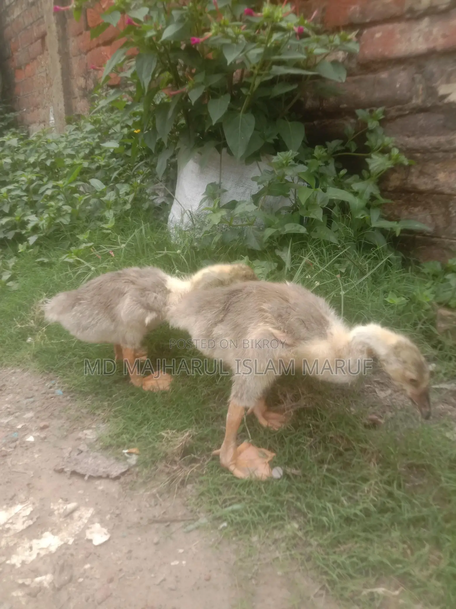 King Duck for Sale