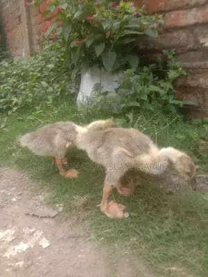 King Duck for Sale