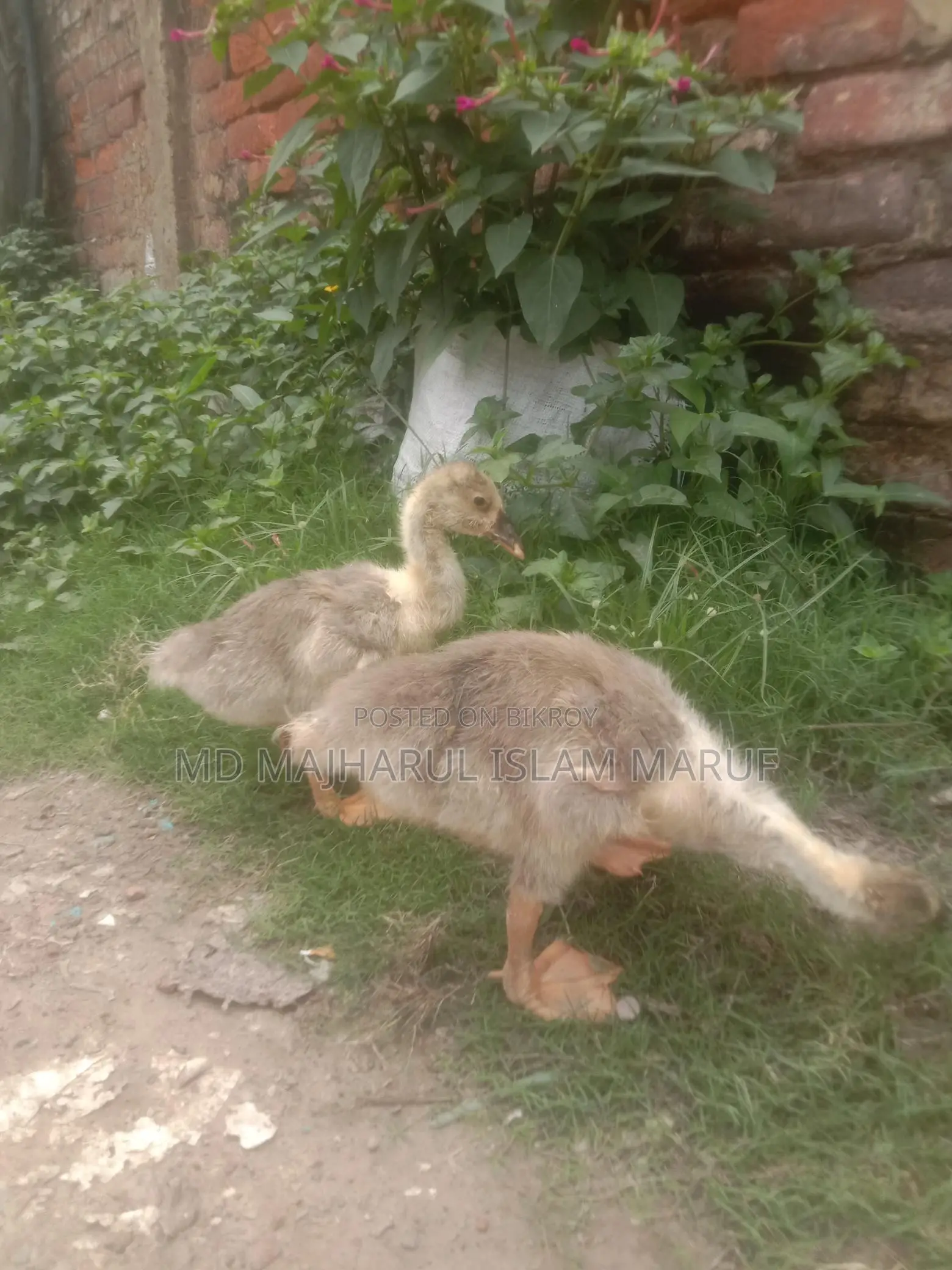 King Duck for Sale