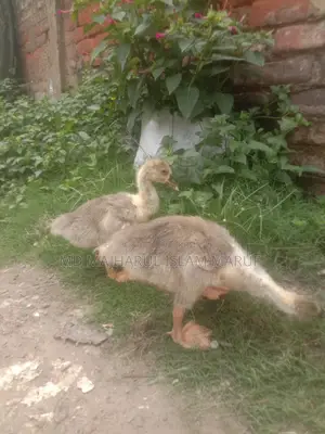 King Duck for Sale