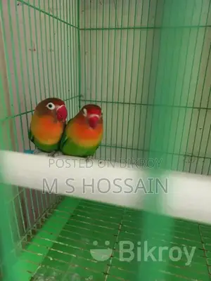 Lovebirds for sale