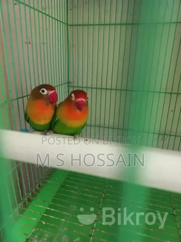 লাভবার্ডস বিক্রয়