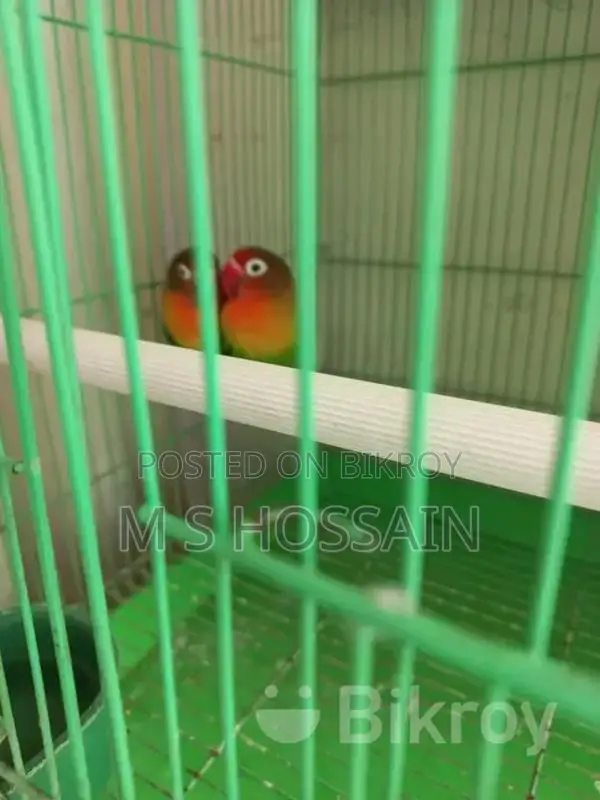 লাভবার্ডস বিক্রয়