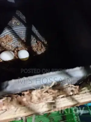 লাভবার্ডস বিক্রয়