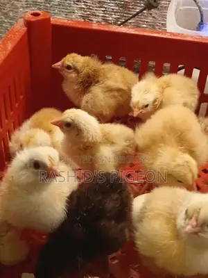 বাচচা মুরগির টাইগার