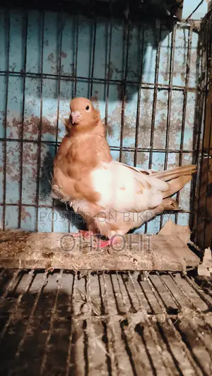Chinese Owl Pigeon