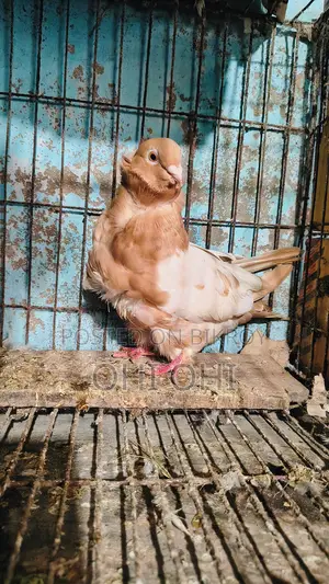 Chinese Owl Pigeon