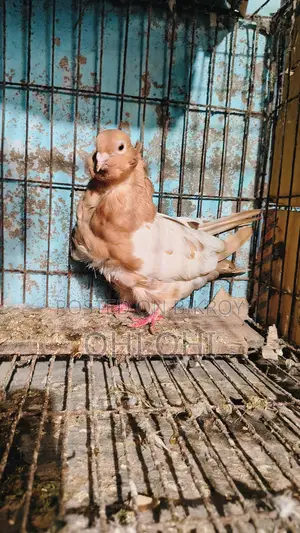 Chinese Owl Pigeon