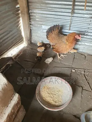 দেশি মুরগির বাচ্চা