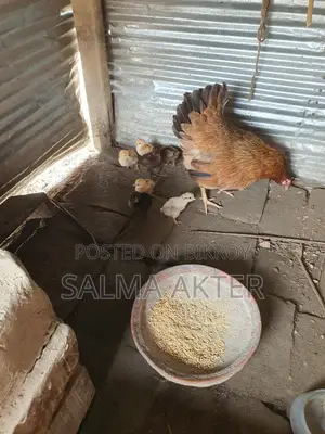 দেশি মুরগির বাচ্চা