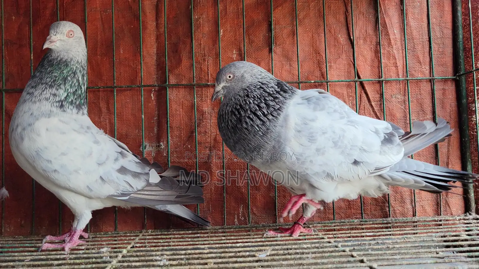 Silver Pigeon