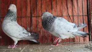 Silver Pigeon