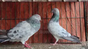 Silver Pigeon