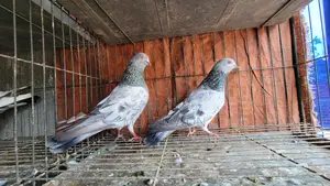 Silver Pigeon