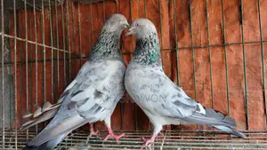 Silver Pigeon