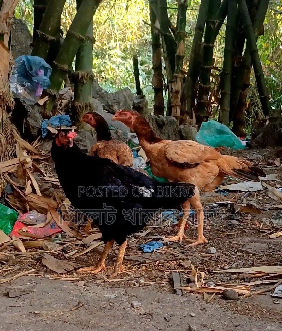 ৩ টা আসিল মুরগি