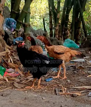3 Aseel Chickens