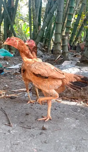 ৩ টা আসিল মুরগি