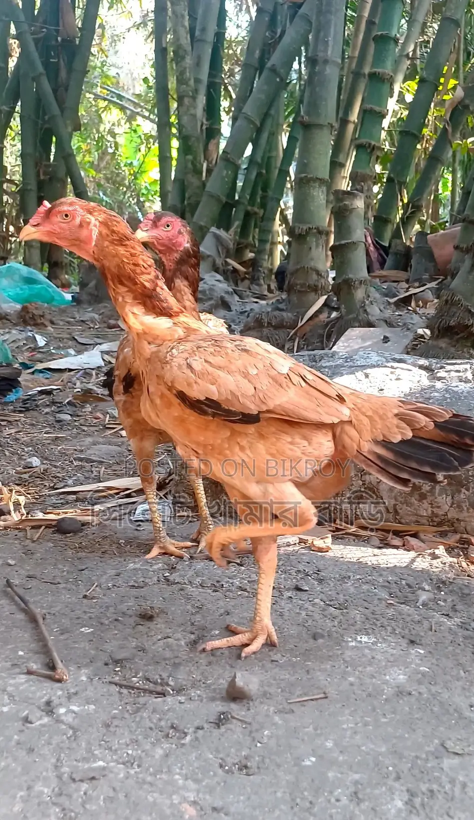 ৩ টা আসিল মুরগি