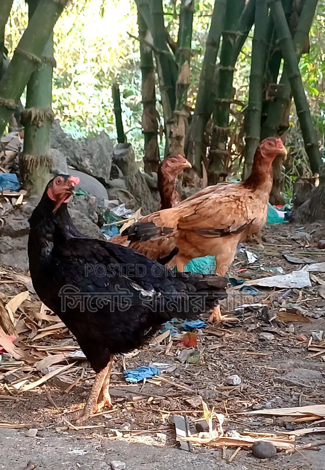 ৩ টা আসিল মুরগি