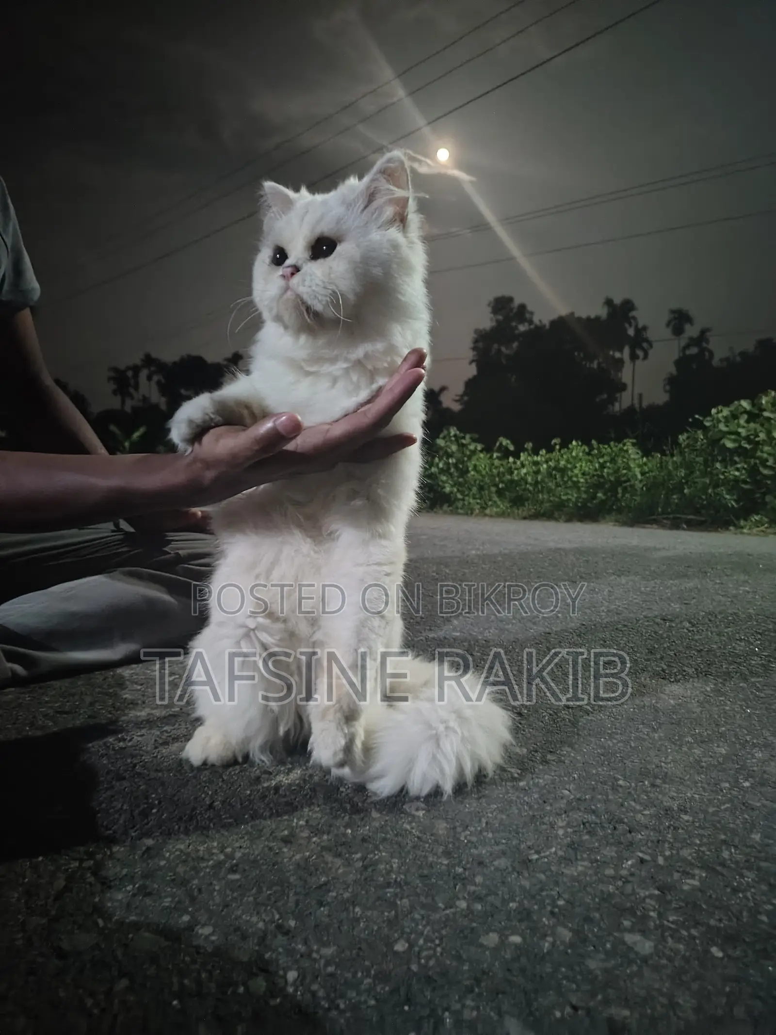 Persian Male and Female Cat for Sale