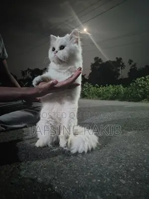 Persian Male and Female Cat for Sale