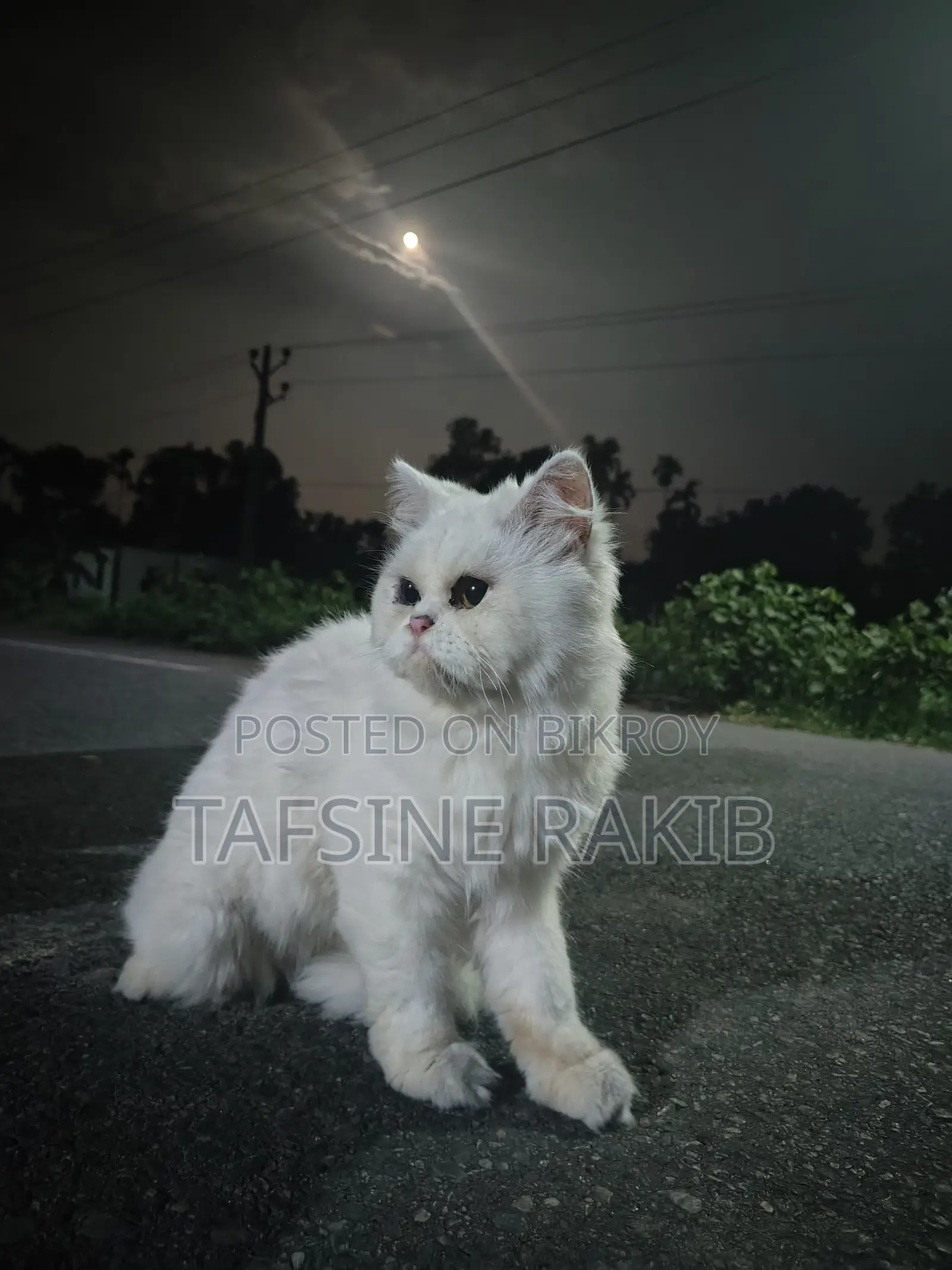 Persian Male and Female Cat for Sale