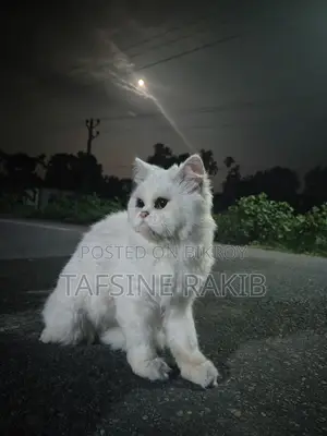 Persian Male and Female Cat for Sale