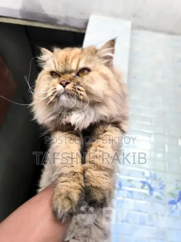 Persian Male and Female Cat for Sale