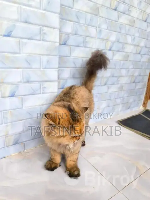 Persian Male and Female Cat for Sale