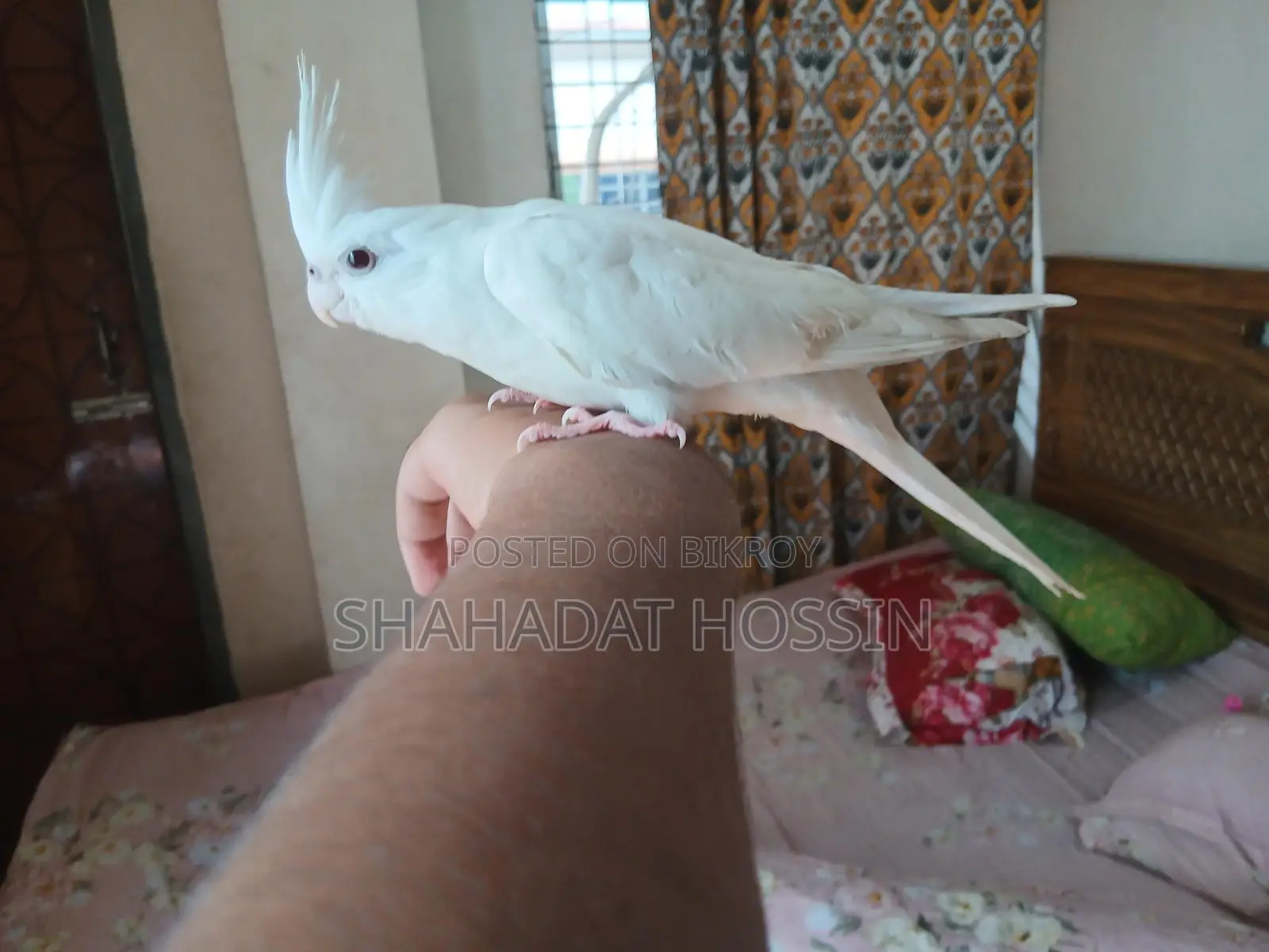 Red Eye Albino Cockatiel