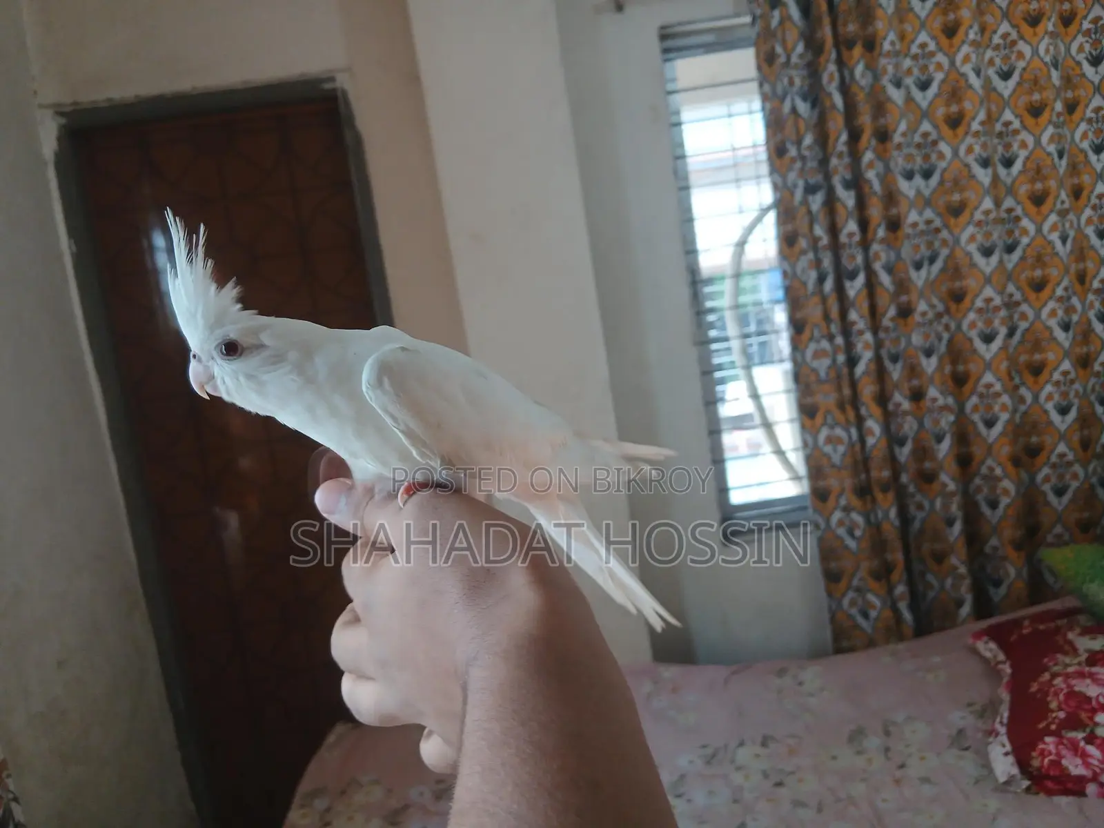 Red Eye Albino Cockatiel