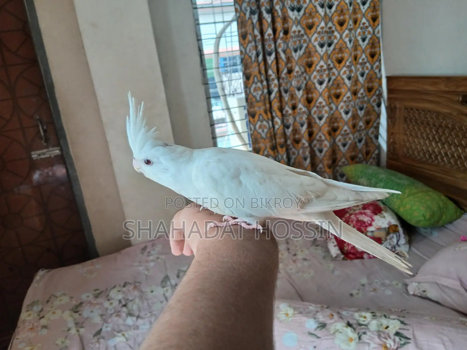 Red Eye Albino Cockatiel