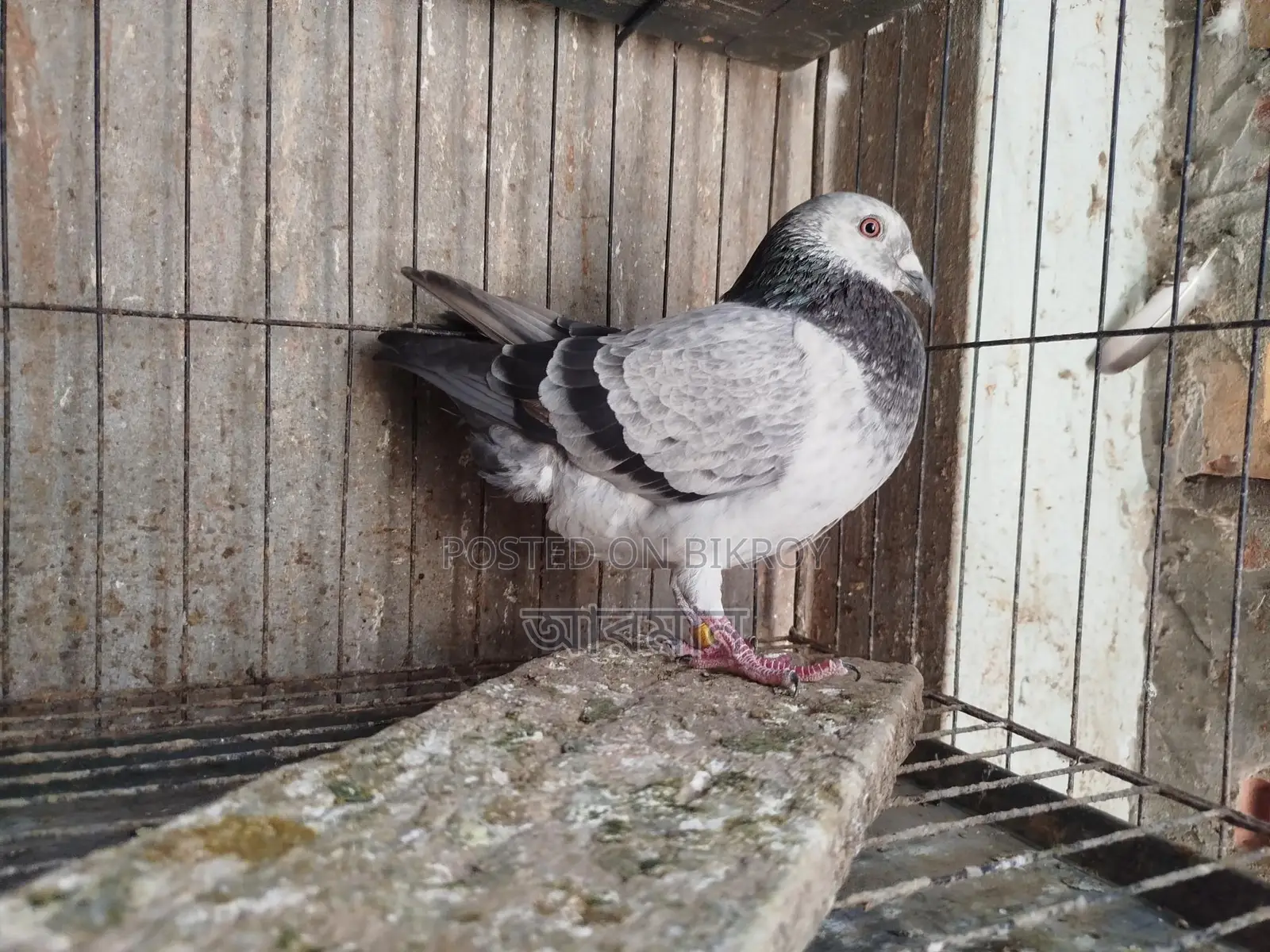 Grizzle Male Pigeon