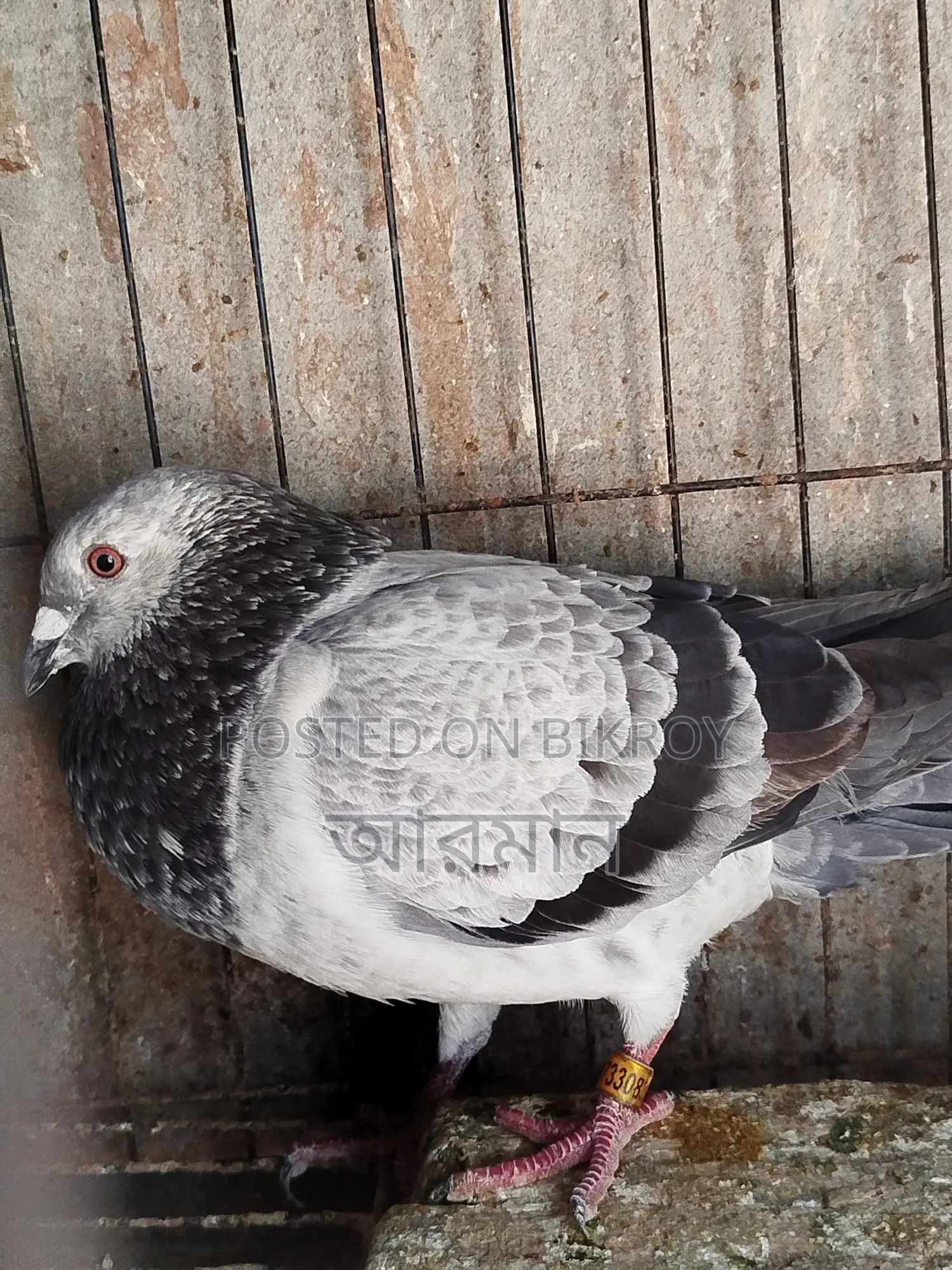 Grizzle Male Pigeon