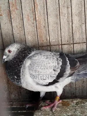 Grizzle Male Pigeon
