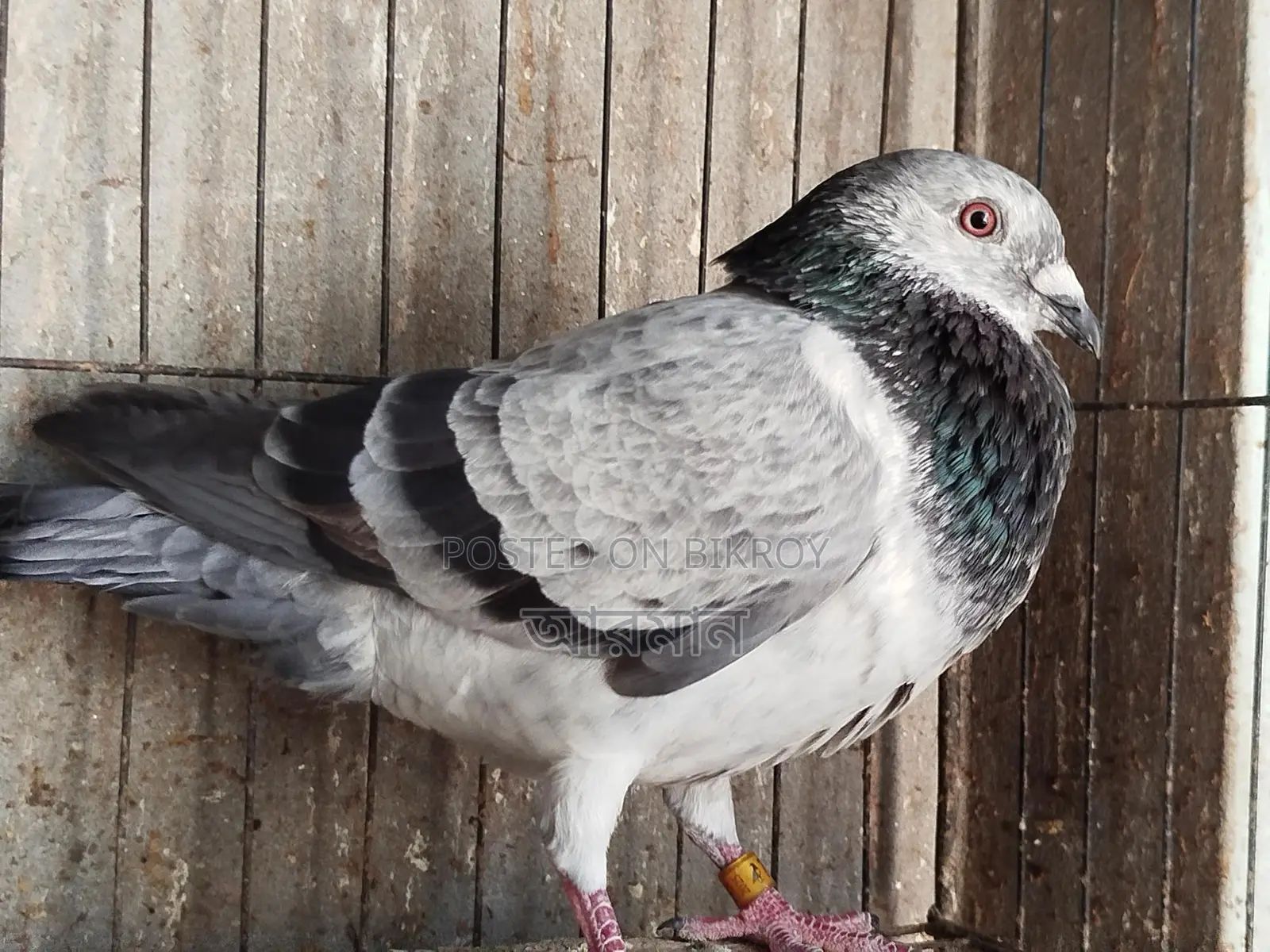 Grizzle Male Pigeon