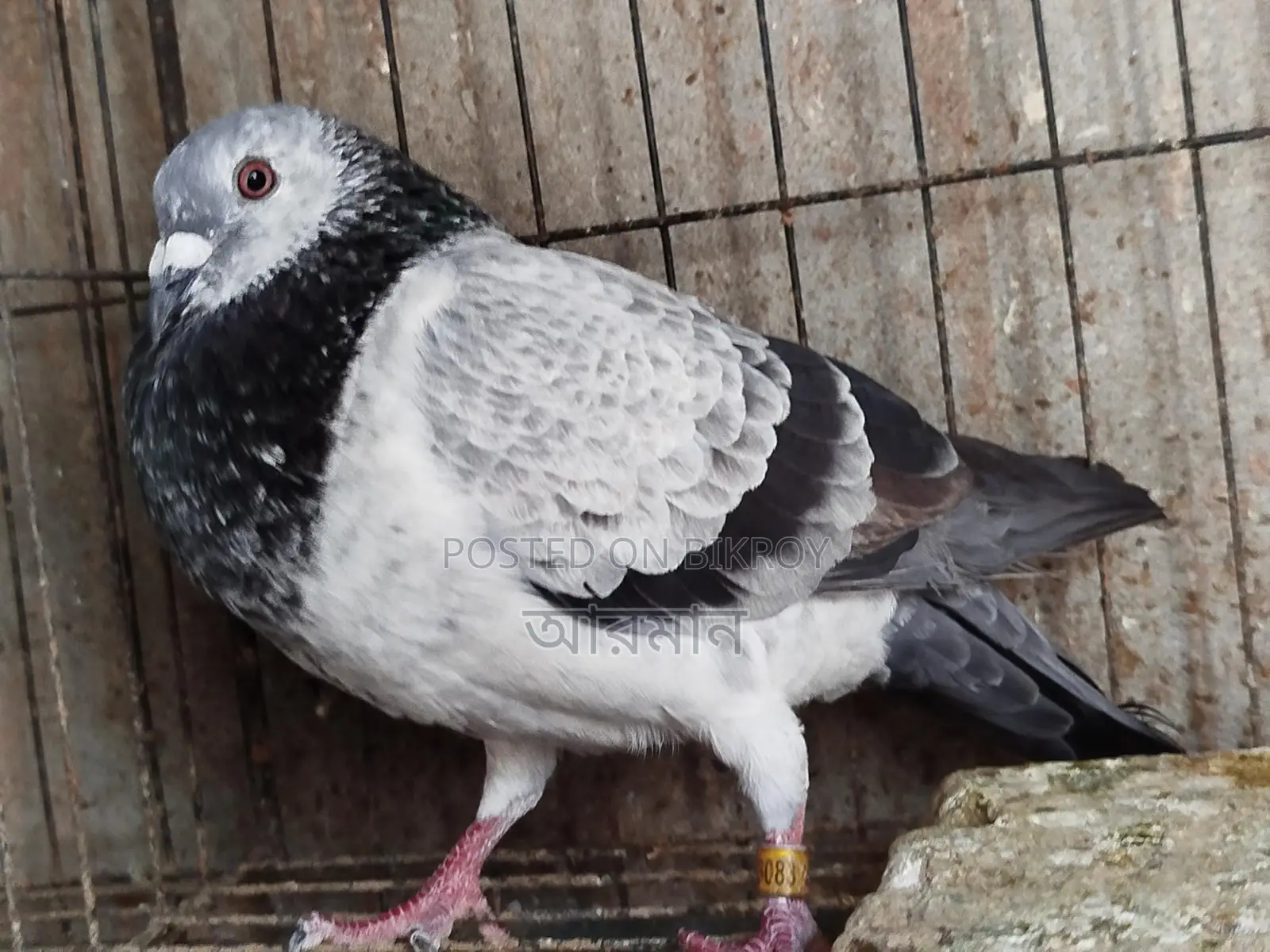 Grizzle Male Pigeon