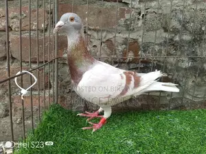 Light Color Big Size Mily Male, Proven Breeder from 2022
