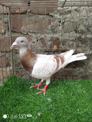 Light Color Big Size Mily Male, Proven Breeder from 2022