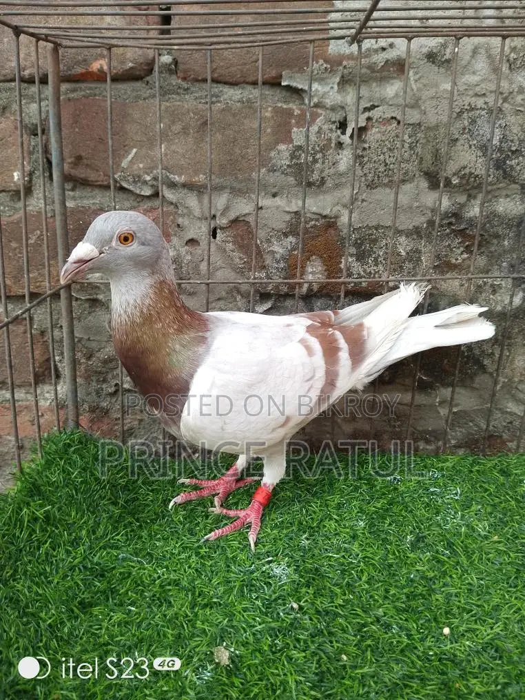 Light Color Big Size Mily Male, Proven Breeder from 2022