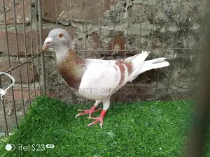 Light Color Big Size Mily Male, Proven Breeder from 2022
