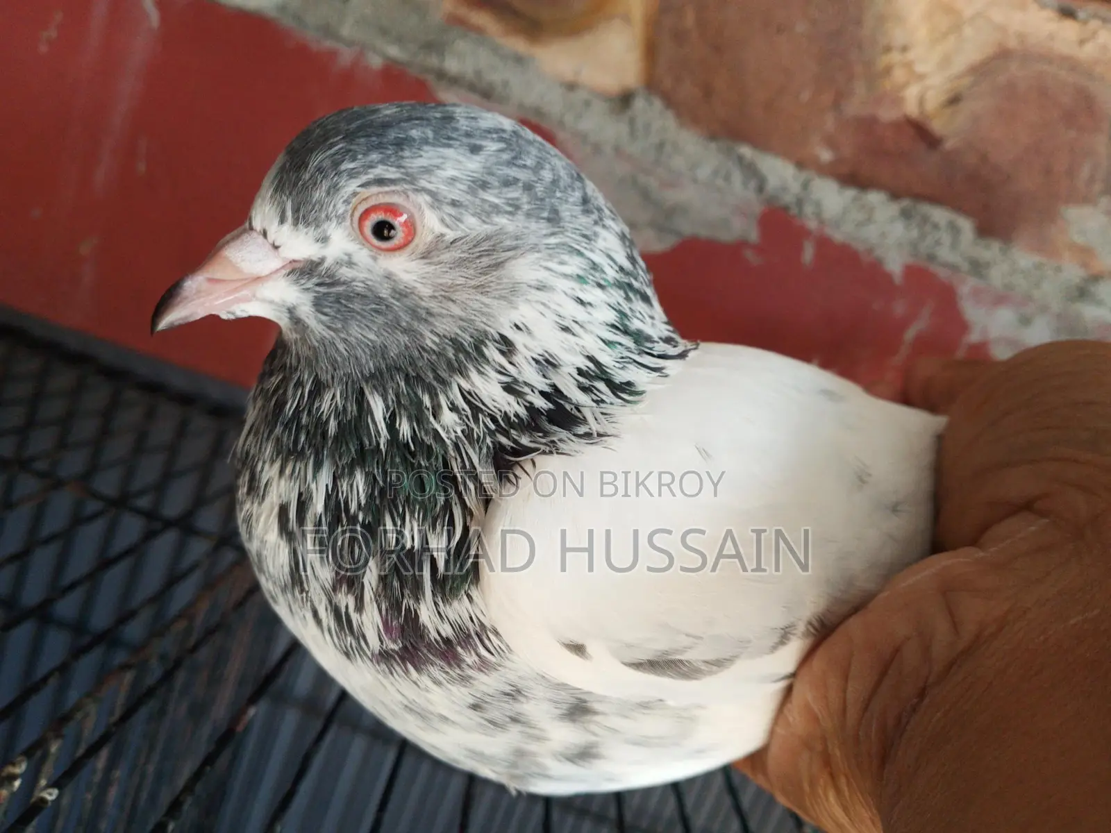 Golden Pigeon
