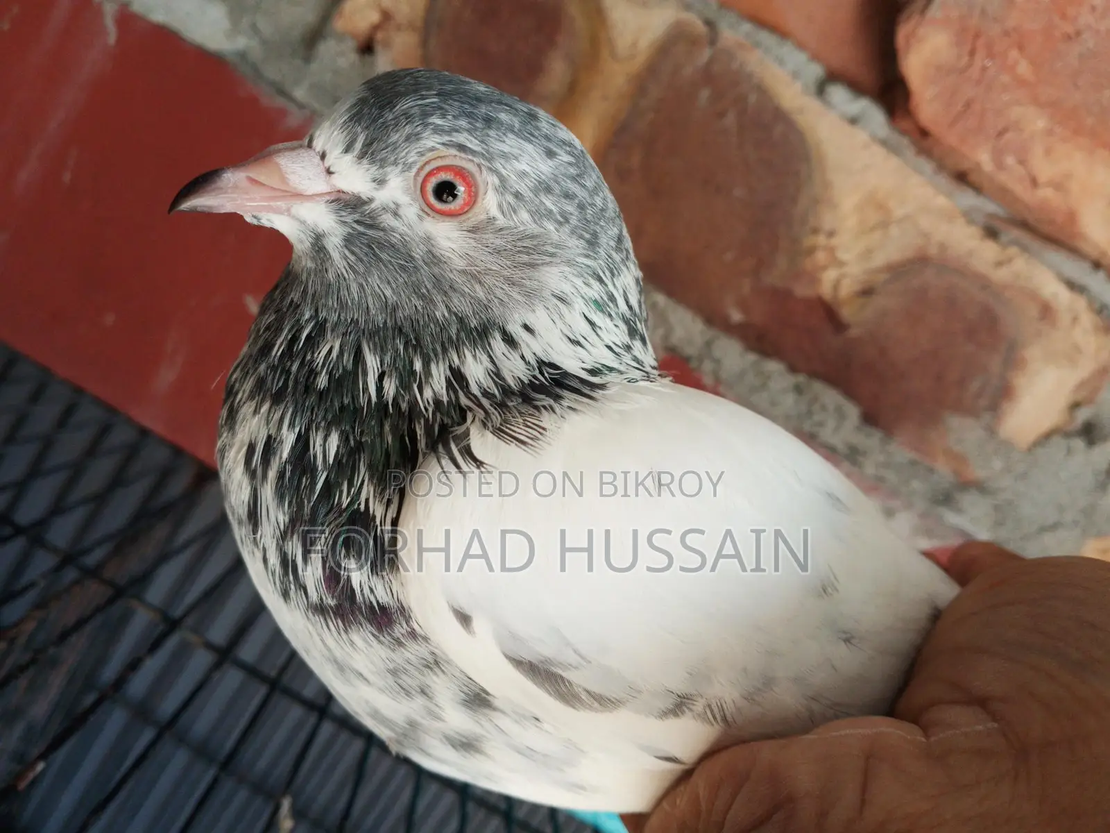 Golden Pigeon