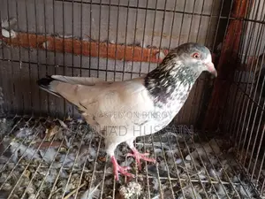 Golden Pigeon