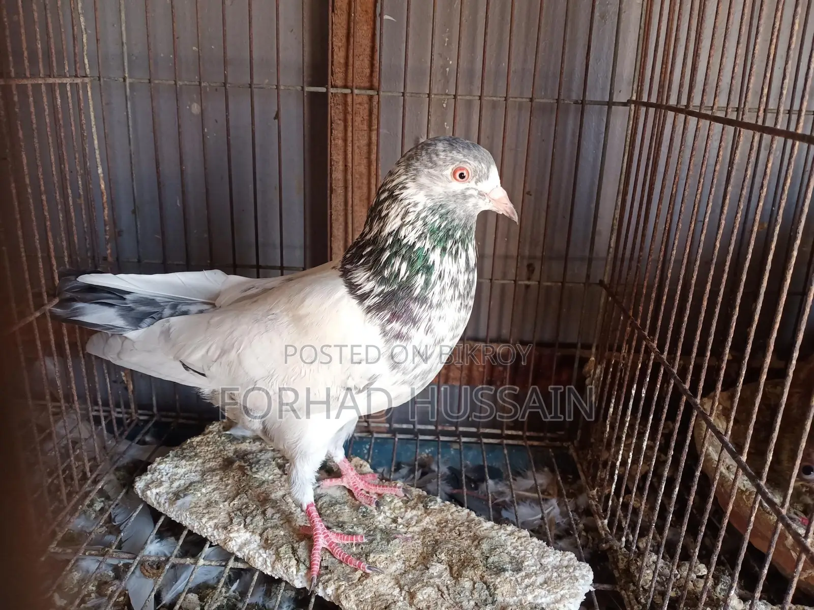 Golden Pigeon