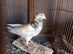 Golden Pigeon