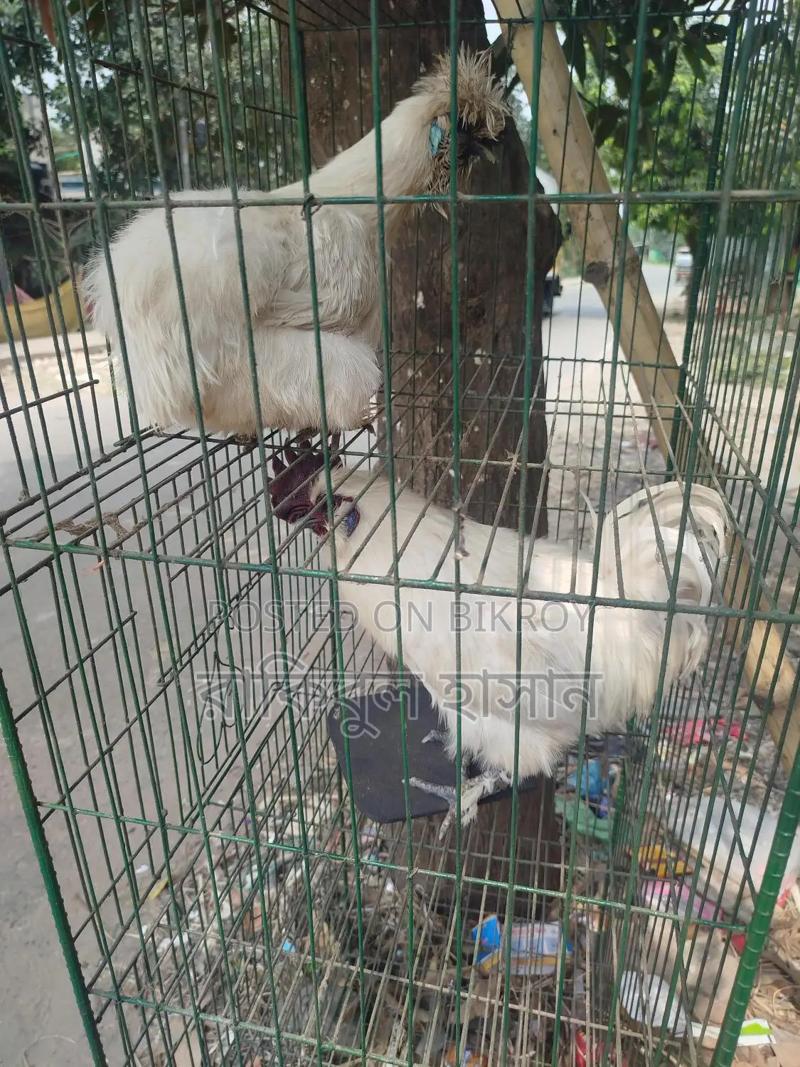 একজোড়া সিল্কি মুরগি বিক্রি করা হবে।